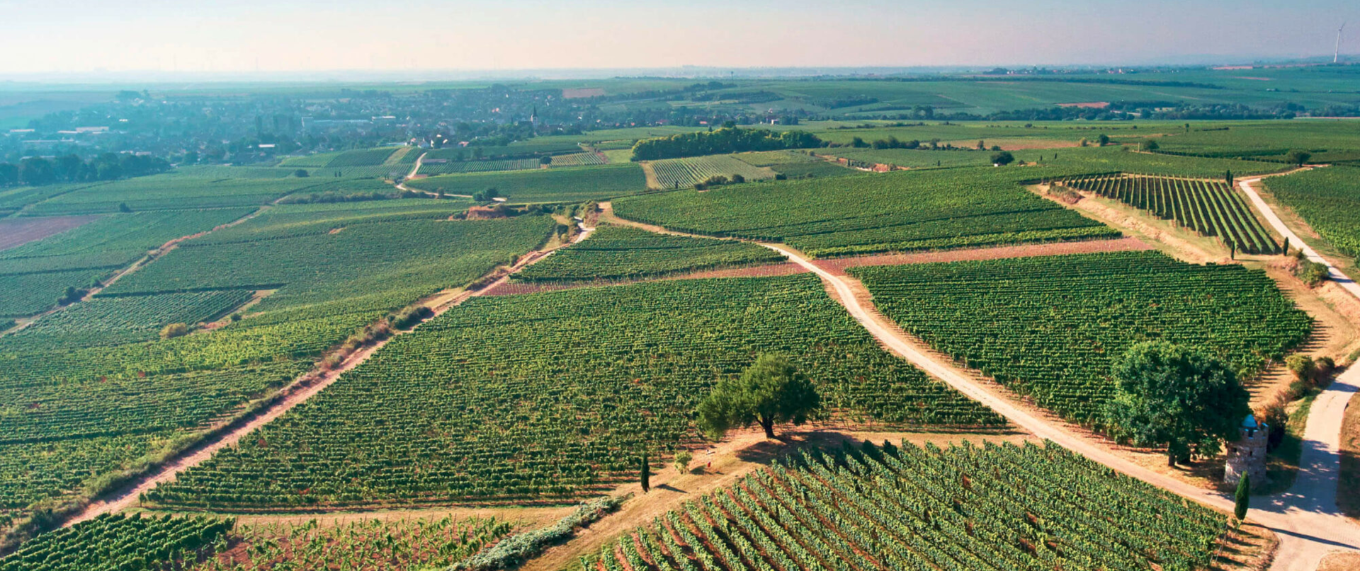 Wittmann Westhofener Riesling Trocken 2020