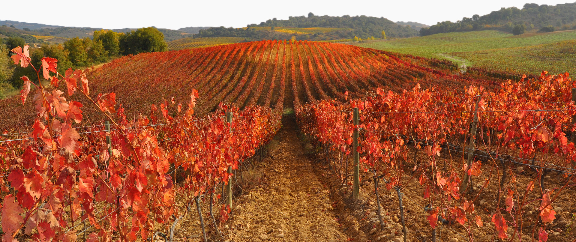 Chivite Legardeta Single Vineyard Garnacha 2017