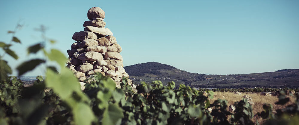 Vin Sauvage à Poil Régnié 2019