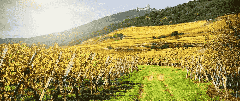 Jean Biecher Riesling Grand Cru Rosacker 2020