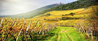 Jean Biecher Riesling Grand Cru Rosacker 2020